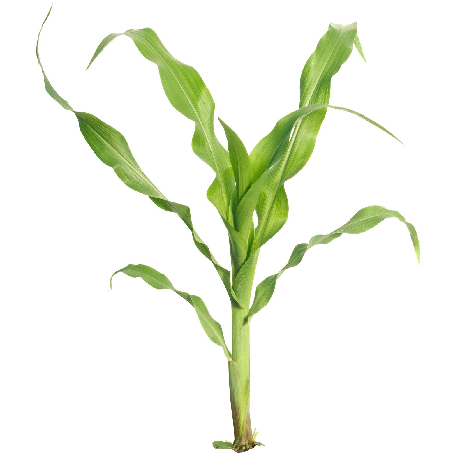 Corn-&-Soybeans
