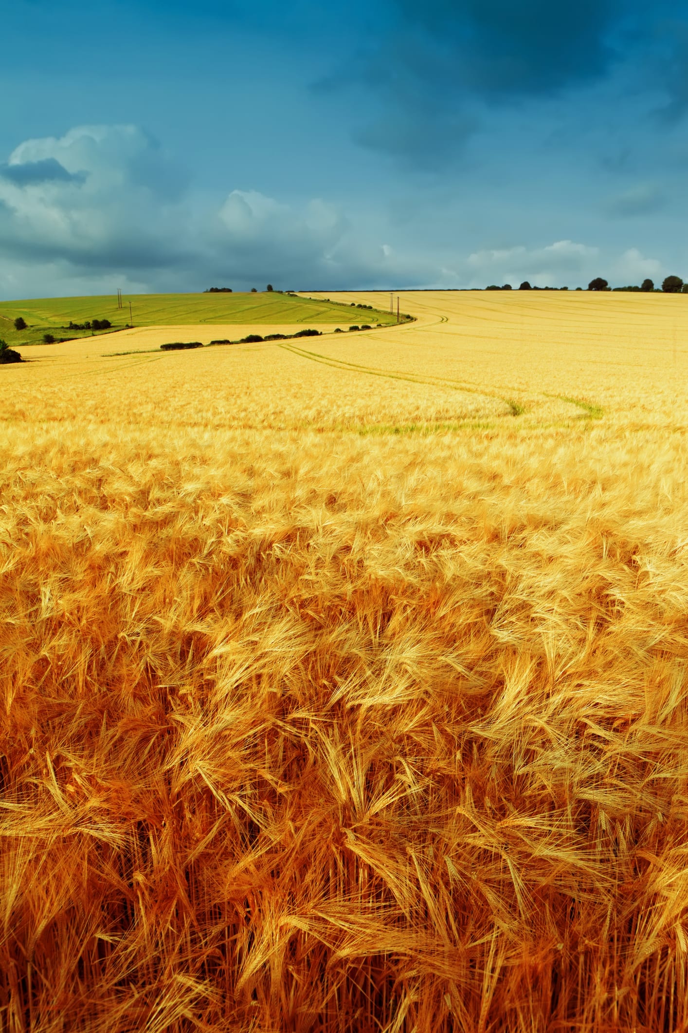 golden barley field photo
