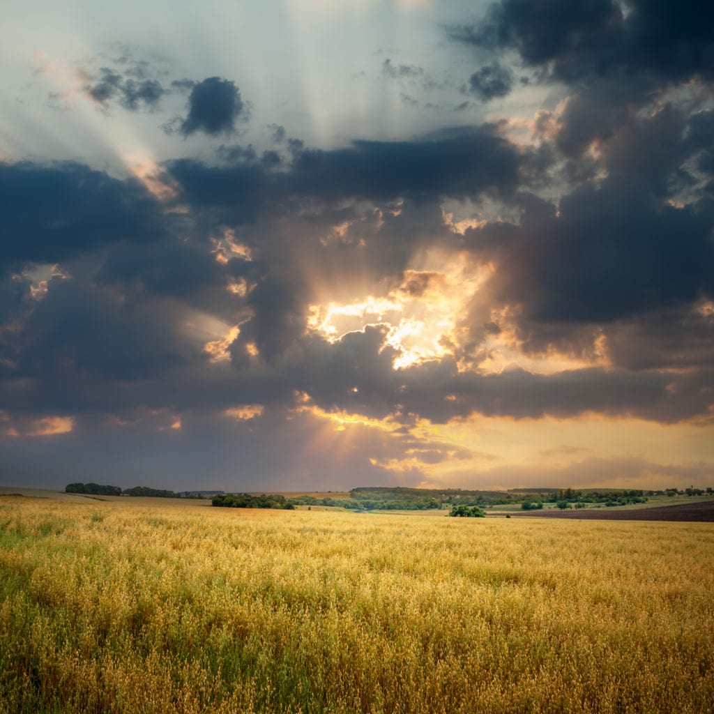 Evening sky over field of oats