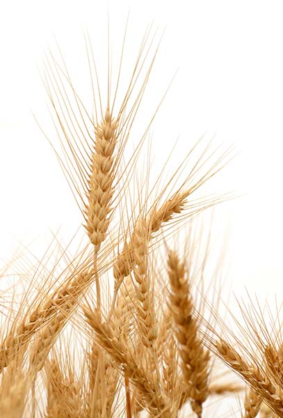 Spring-Wheat